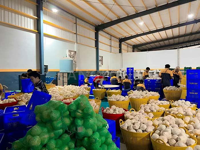 coconut green processing plant